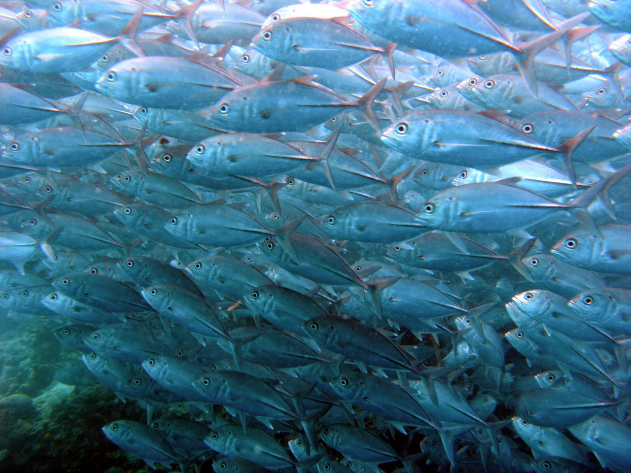 Caranx sexfasciatus (Carango occhio grosso)